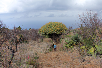 Marche consciente et Yoga du Son à La Palma ( îles Canaries )