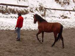 Stage mieux être et développement personnel par le cheval-Rhône-Alpes