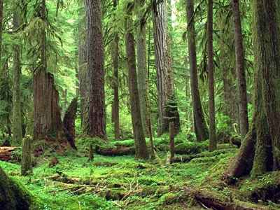 Question environnement: la forêt