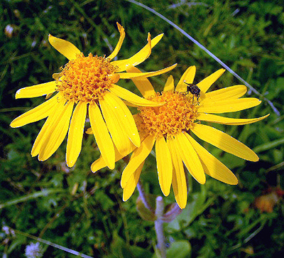 L’arnica, une fleur qui vaut le coup !