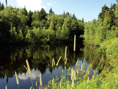 Centre de bien-être, de détente et de ressourcement Sylvie Poisson au coeur de la nature québécoise