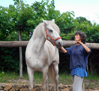 Stages_Guidés par la Sagesse des Chevaux_ développement Spirituel et Formation Alternative_Tenerife_Belgique