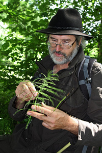 Stages « Découverte et utilisation des plantes sauvages comestibles et médicinales » – Auvergne