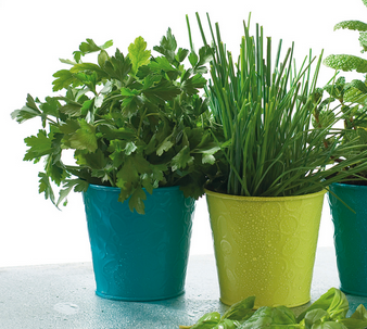 Promenade à travers champs pour cueillir herbes et plantes spontanées