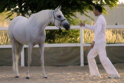 Le développement personnel facilité par les chevaux