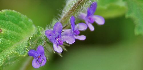 tulsi_ayurveda