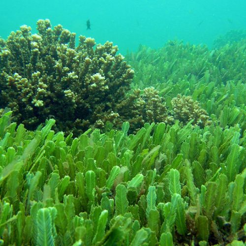 La Chlorelle, une algue millénaire aux bienfaits exceptionnels.