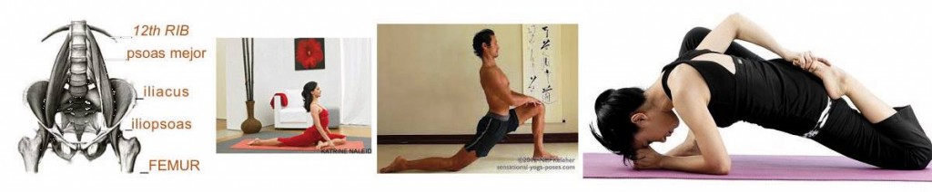 LE_PSOAS_en_YOGA