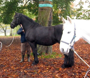 Notre guérison avec les chevaux