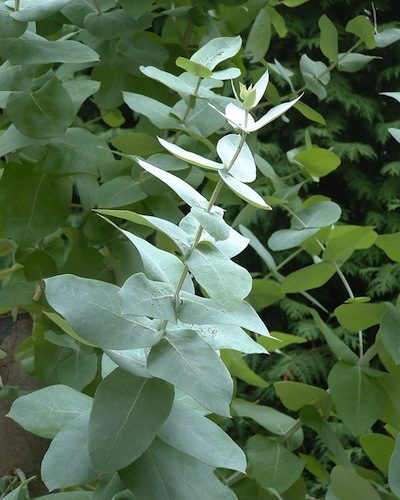 Huiles essentielles-Eucalyptus globulus