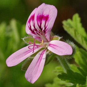 Huiles essentielles-Géranium rosat