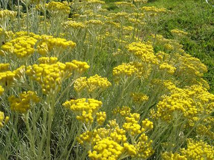 Huiles essentielles-Hélichryse italienne