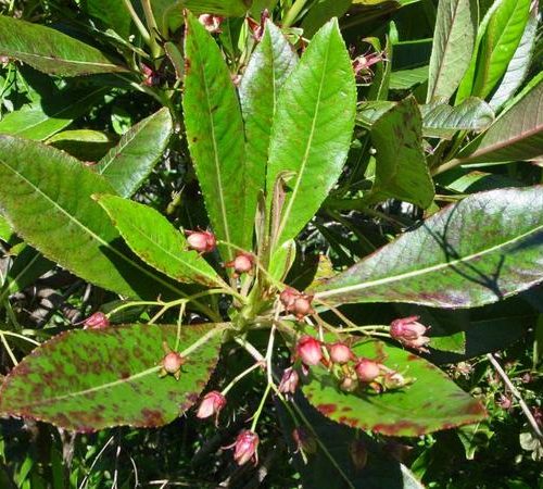 Huiles essentielles-Bois de rose