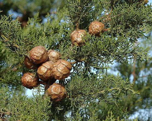 Huiles essentielles-Cyprès