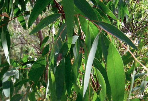 Huiles essentielles-Eucalyptus radiata