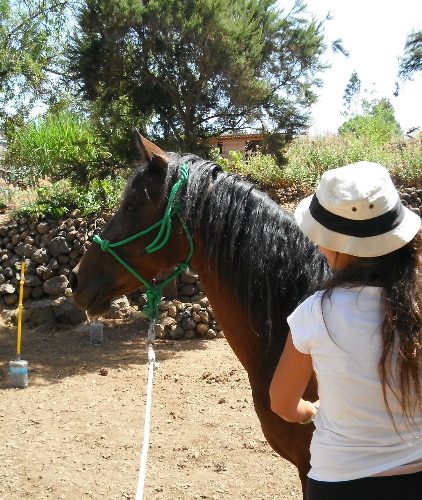 Stages bien-être guidés par la Sagesse des Chevaux