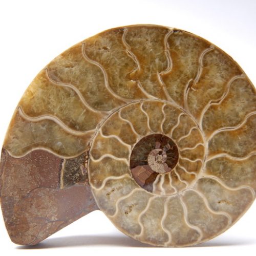 Lithothérapie-Ammonite