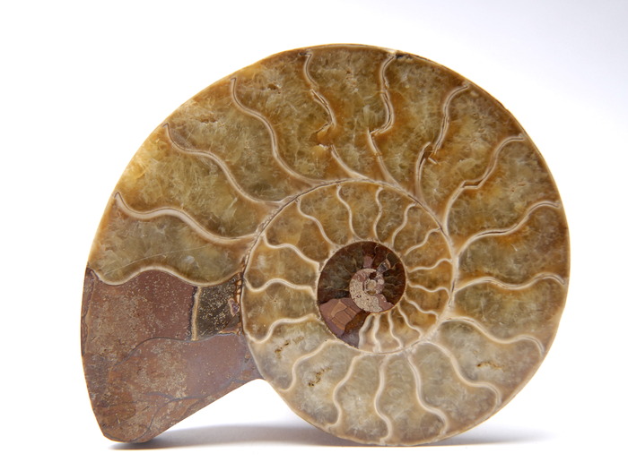 ammonite_lithotherapie