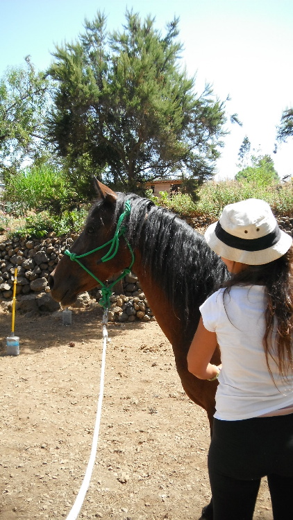 conference_bien_etre_chevaux