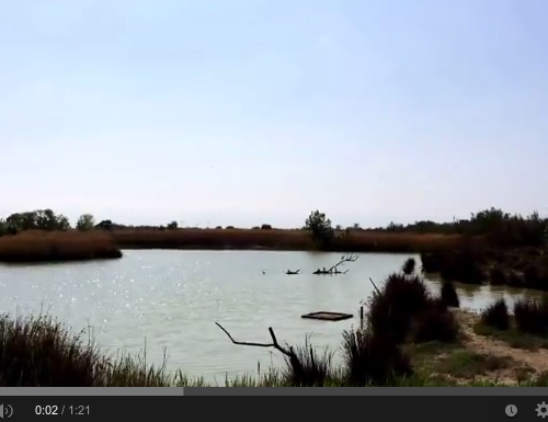 Méditation du monde au coeur de la camargue