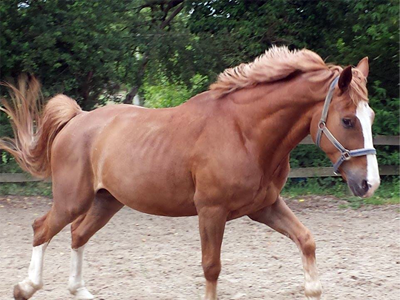 Equi Evolution Guidés par la Sagesse des Chevaux