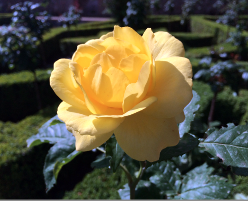 Atelier de révision fleurs de bach