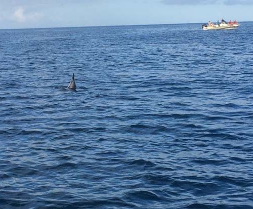 Nage avec les dauphins à l’île maurice