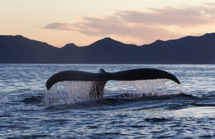 Les baleines, rencontre avec les Anges des Mers