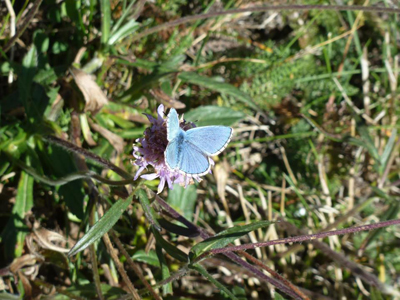 Accompagnement_et_guidance_Francoise_Krebs2 ()