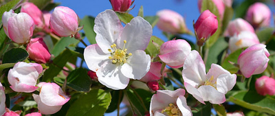 Virgnie Lucet, La petite école des fleurs de BACH en région Provence-Alpes-Côte d’Azur à Cagnes-sur-mer