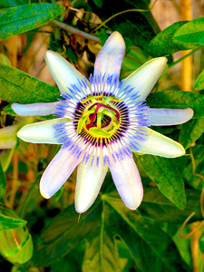 Frederique_Perrin_accompagnement_professionnelle2 ()