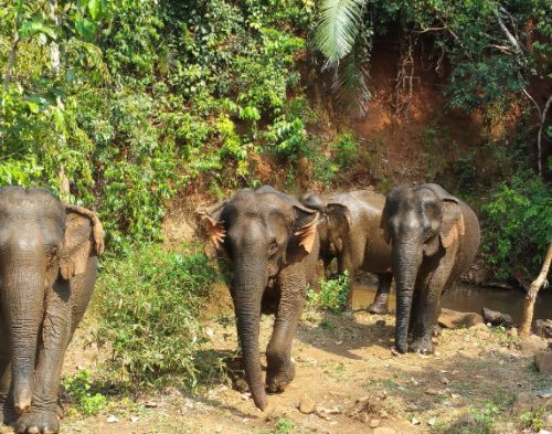 Voyage en soi sur la terre des éléphants