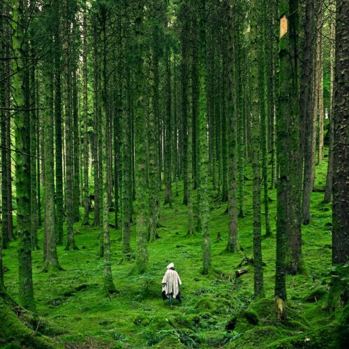 La délicatesse de la nature au service de la beauté